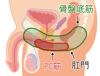 PC筋